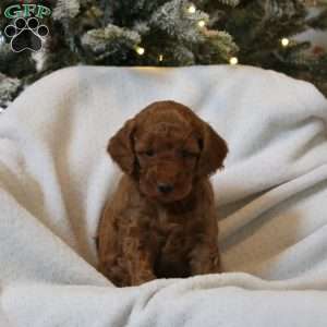 Jolie, Mini Goldendoodle Puppy